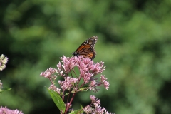 butterflyflower