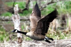 canadiangoose