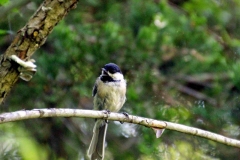 chickadee-preston