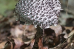 hoffmanmushroom2