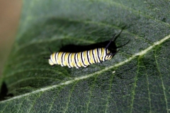 monarchcatepillar