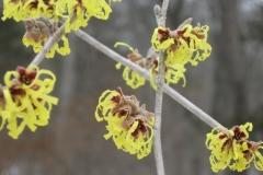 witchhazel