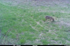 Avalonia-Preston-Nature-Preserve-4651