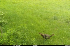 Avalonia-Preston-Nature-Preserve-8730