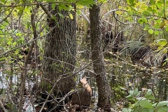 Avalonia-Pike-Marshall-Preserve-in-Ledyard-8-Beaver-activity