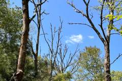 Dead stands of white oak