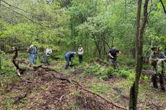 Invasive plant removal adjacent to planting site