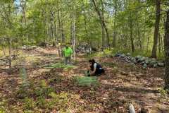 protecting seedlings