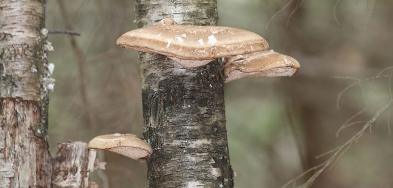 Mushrooms on tree at Hoffman Preserve