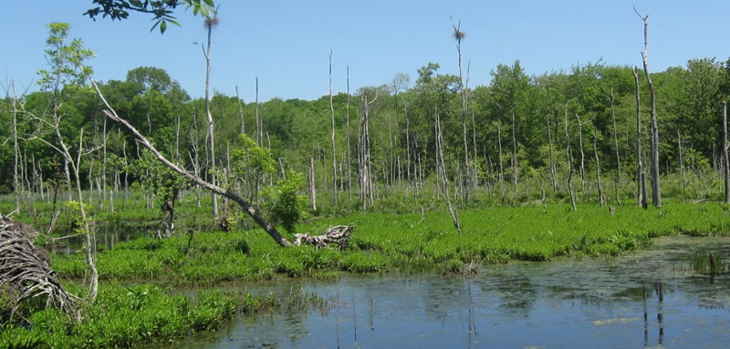 Henne Preserve marsh