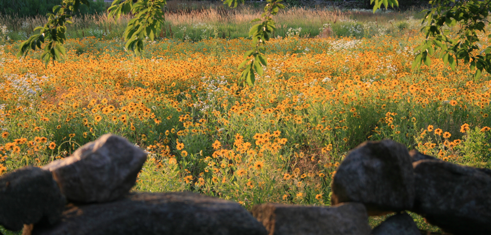 Knox Preserve wildflowers