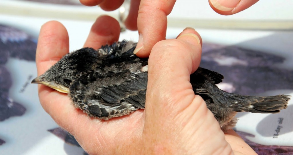 purple martin project