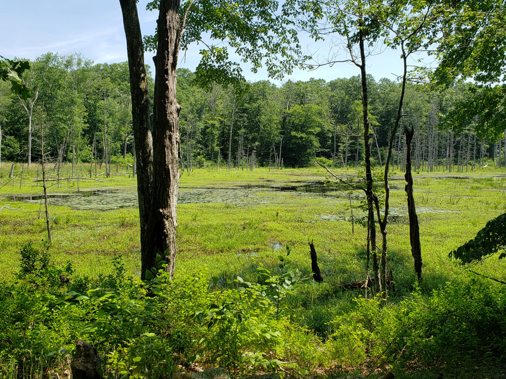 Herman E. Sheets Family Forest