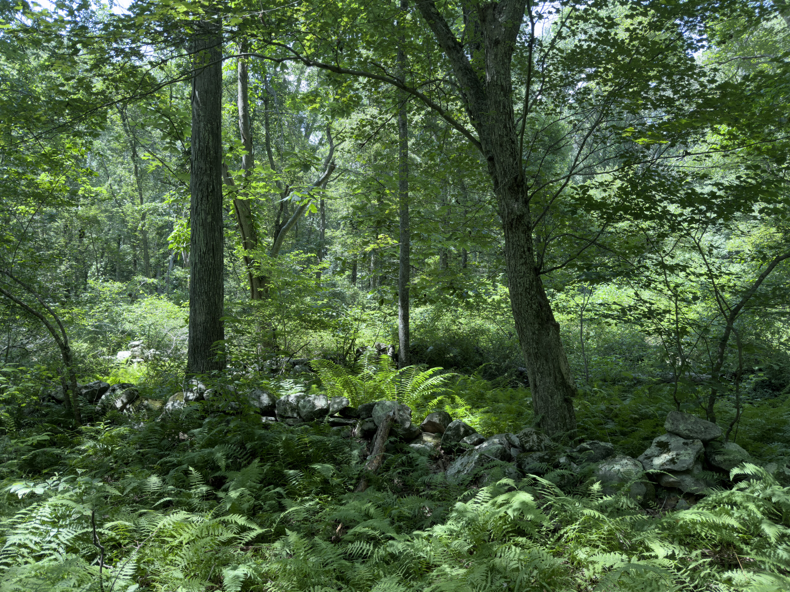 Ferns at Copps Brook