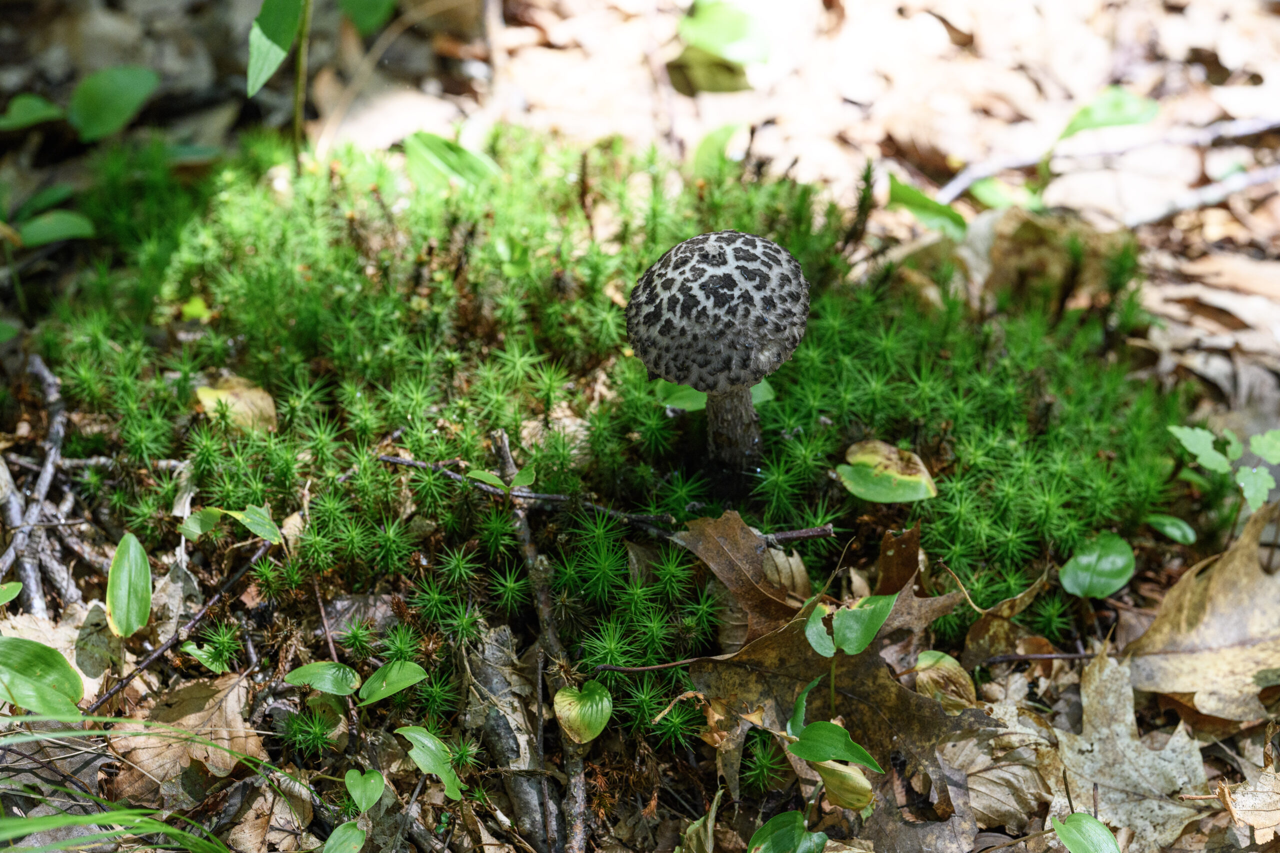 Mushroom at Copps Brook