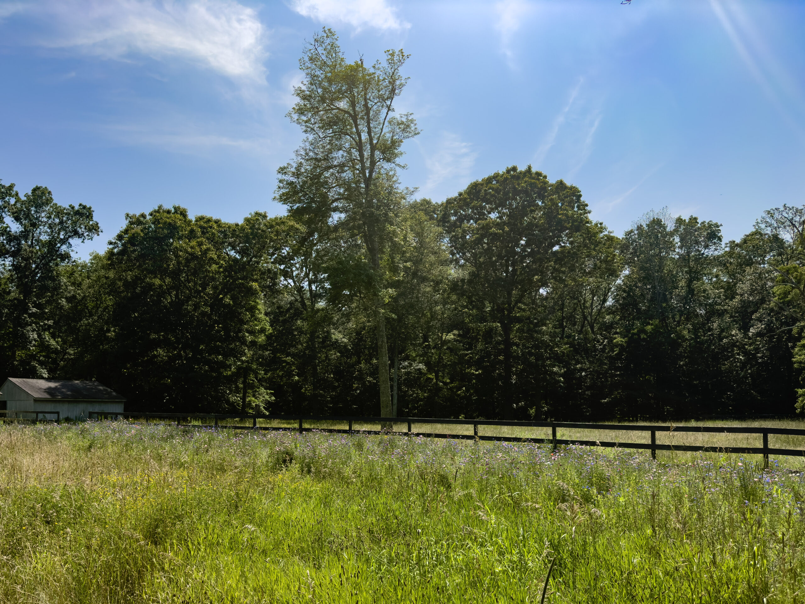 Copps Brook Meadow