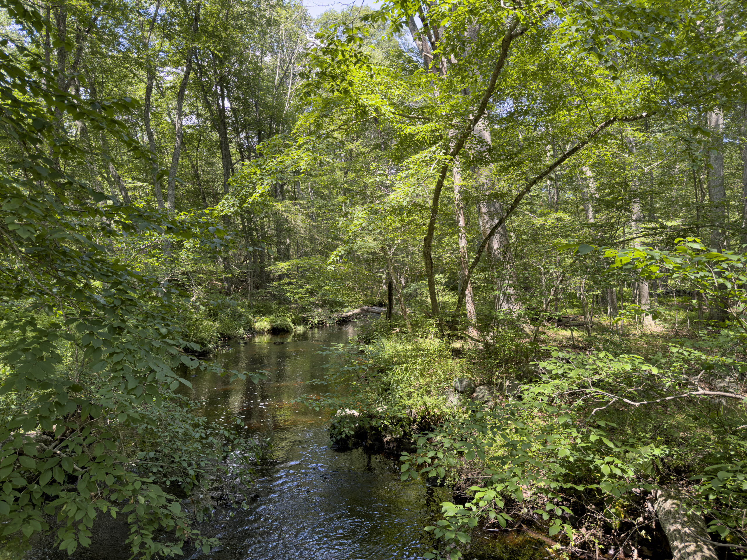 Copps Brook - View from Bridge