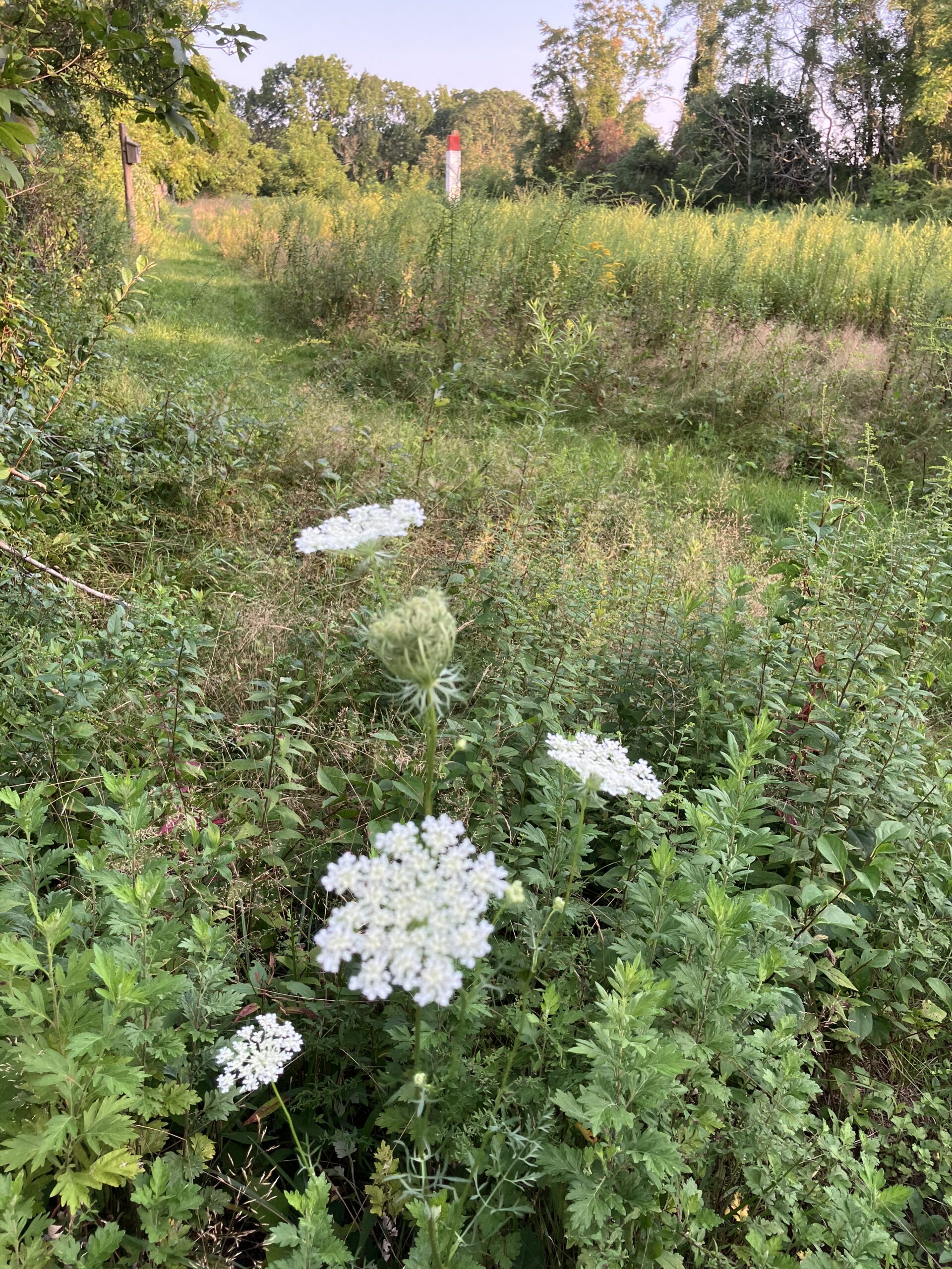 Cedar Wood Preserve by Elanah Sherman