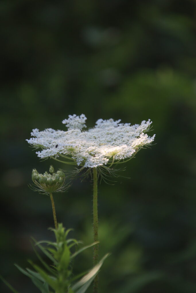 flower at Knox Preserve