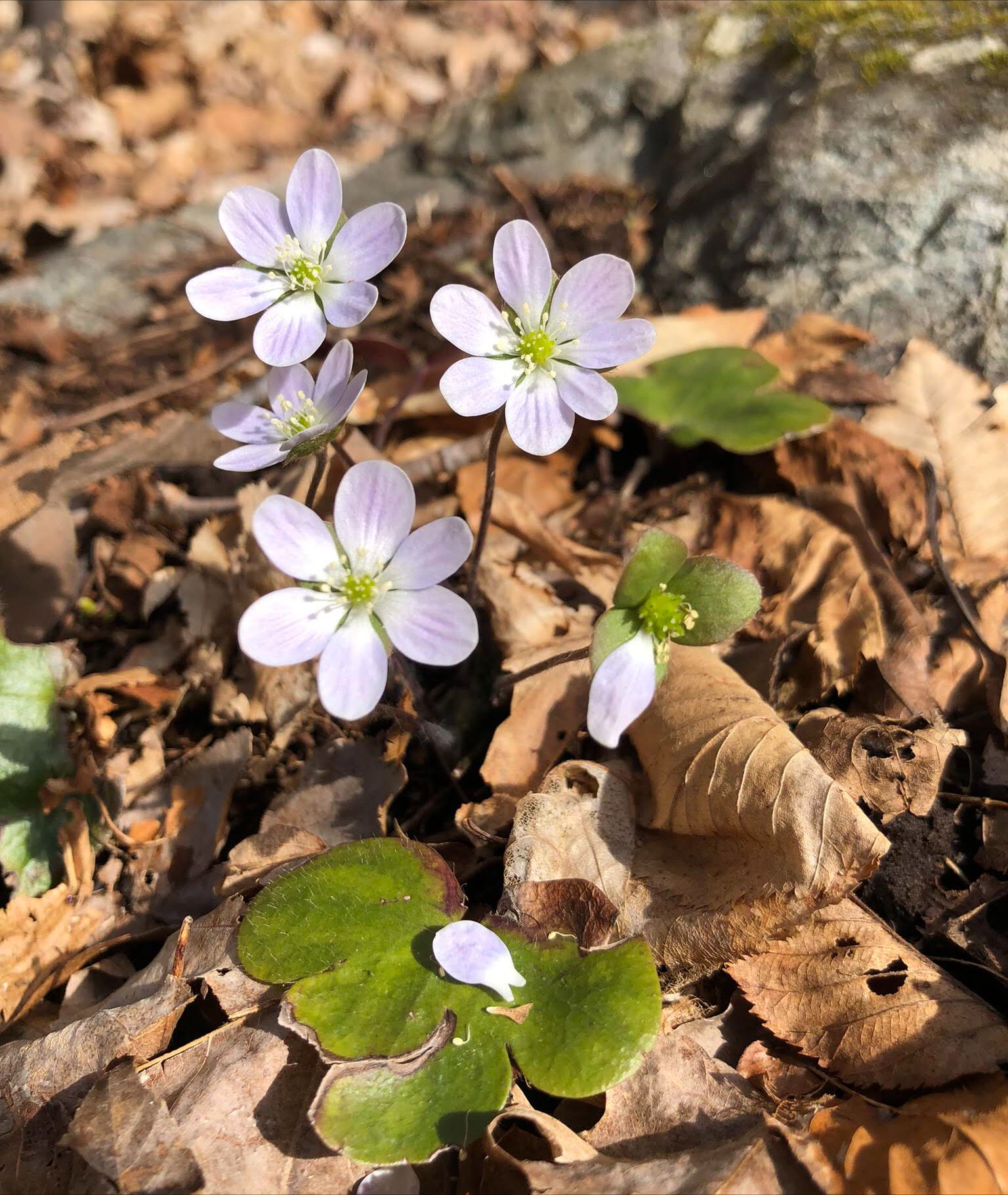 Hepatica photographed by Jodi Williams at Benedict Benson Preserve.