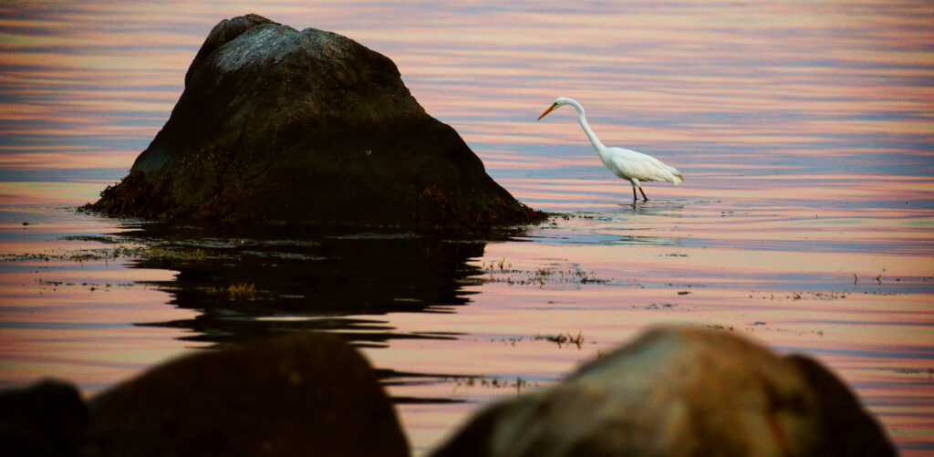 bird in water