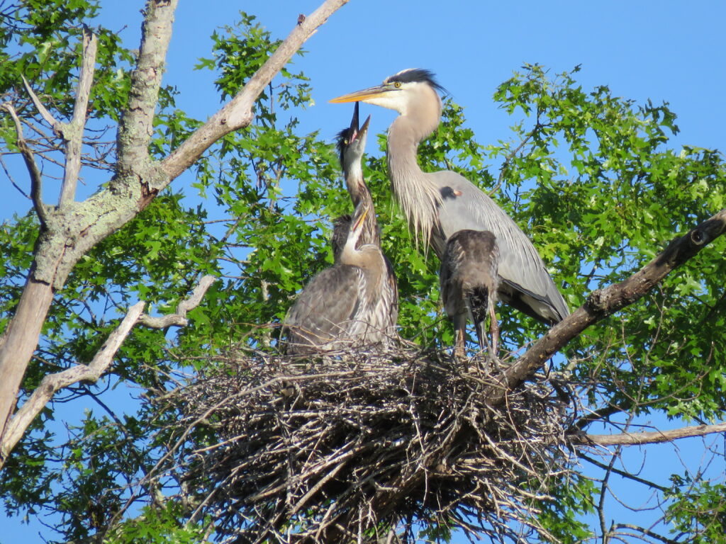 bird feeding in nest at Henne Preserve