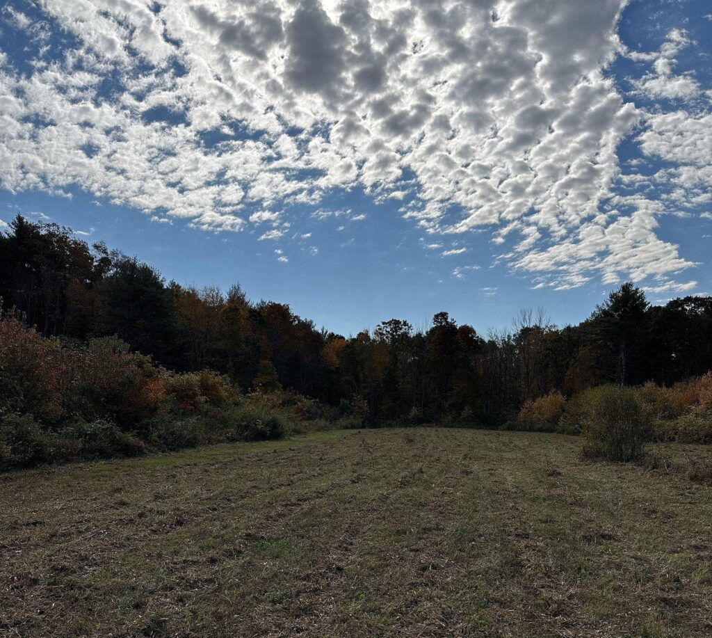 Bell Cedar Swamp field