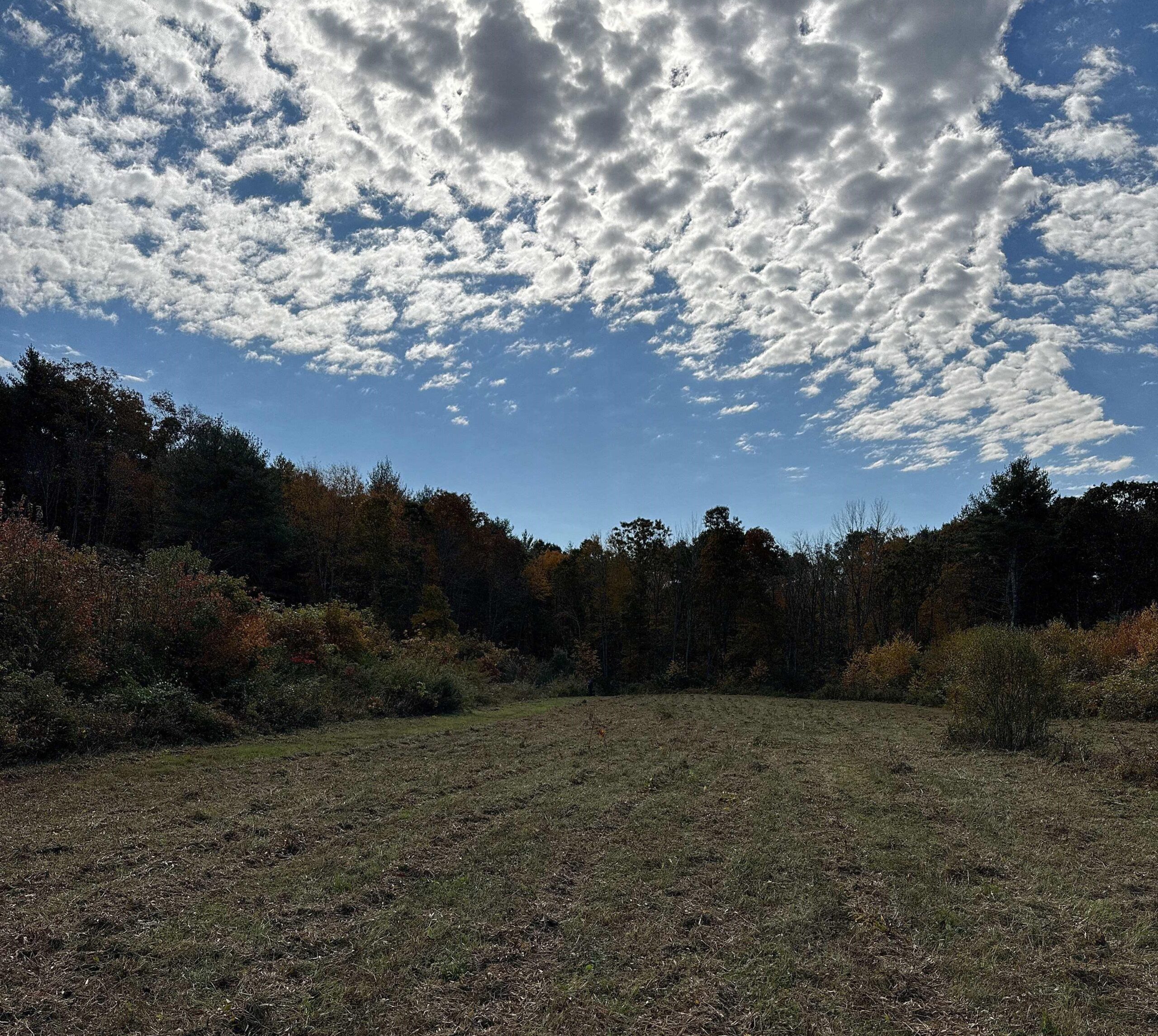 Bell Cedar Swamp Field