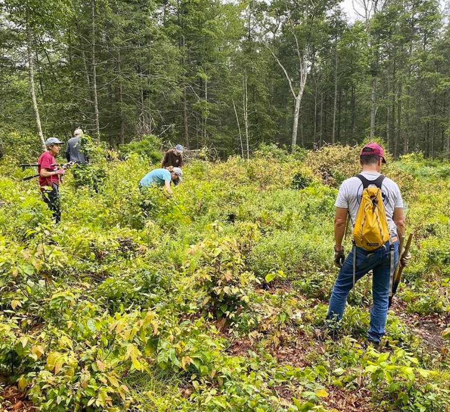 Removing Competing Vegetation From Patch Cut