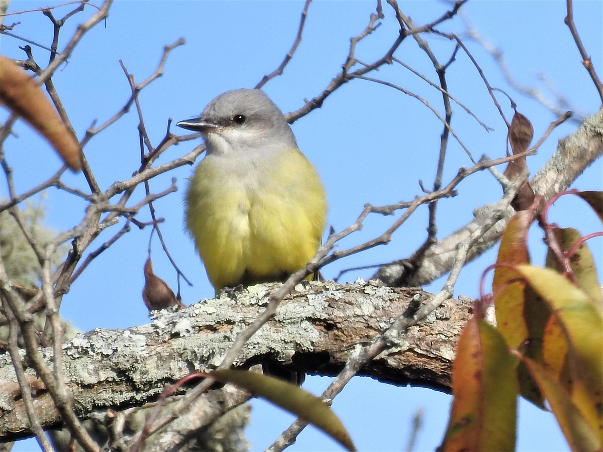 Western Kingbird