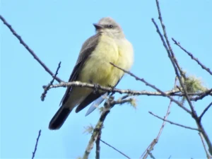 Western Kingbird