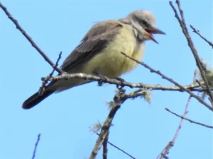 Western Kingbird