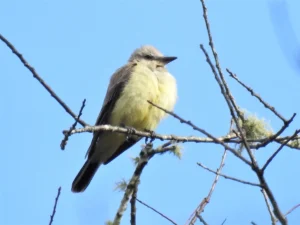 Western Kingbird