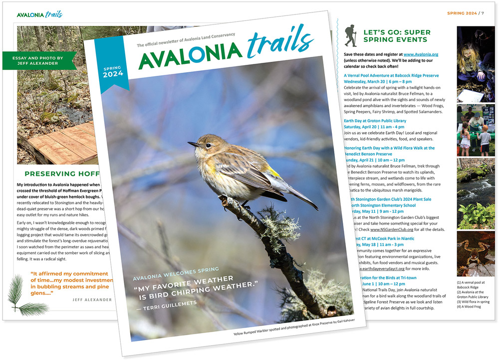 Avalonia Spring 2024 Newsletter