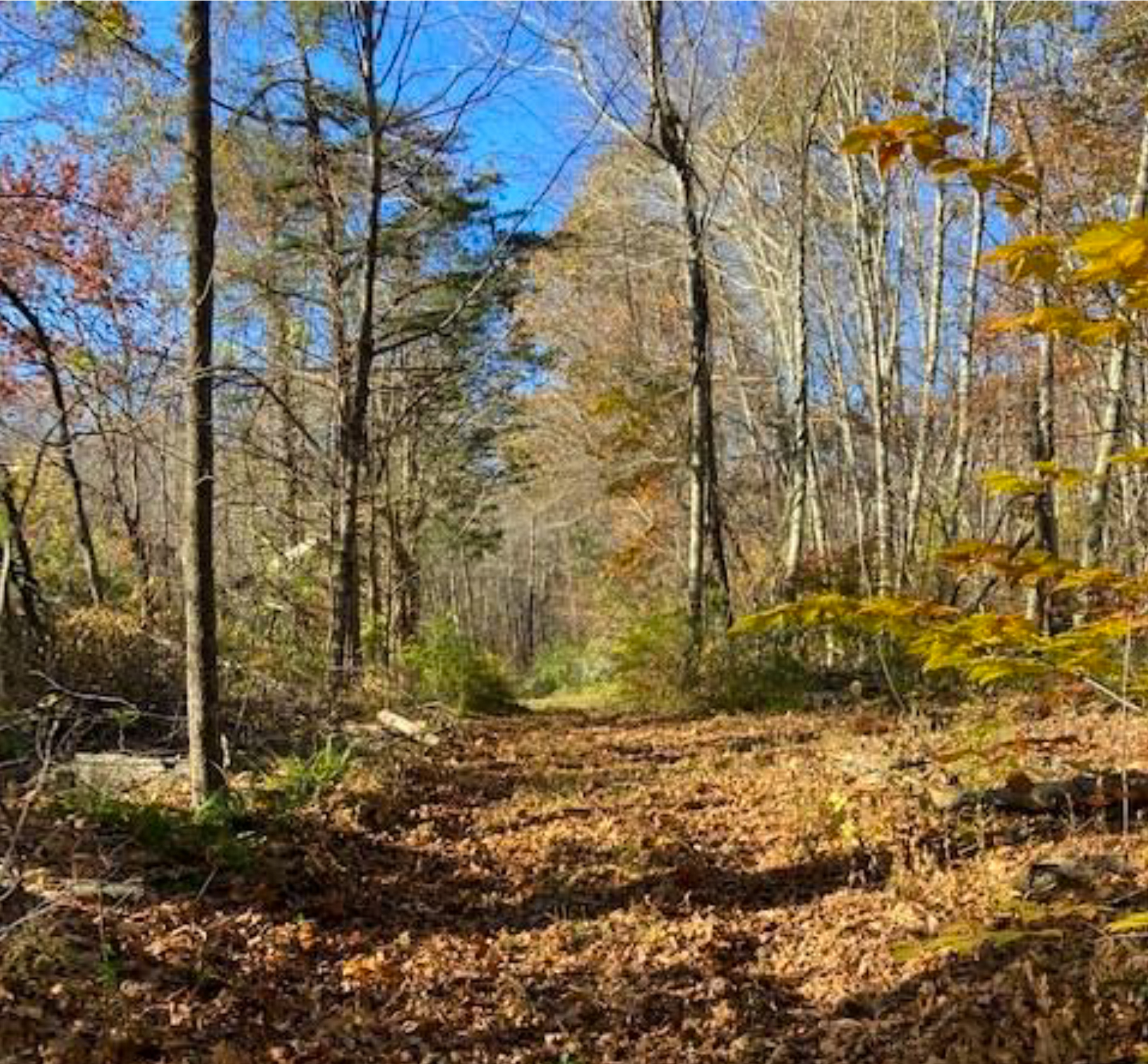 Woods Road-Glemboski-Ous Preserve