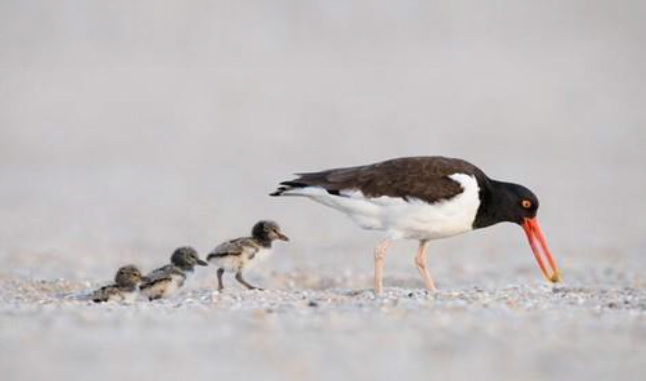 American Oystercatcher And Chicks