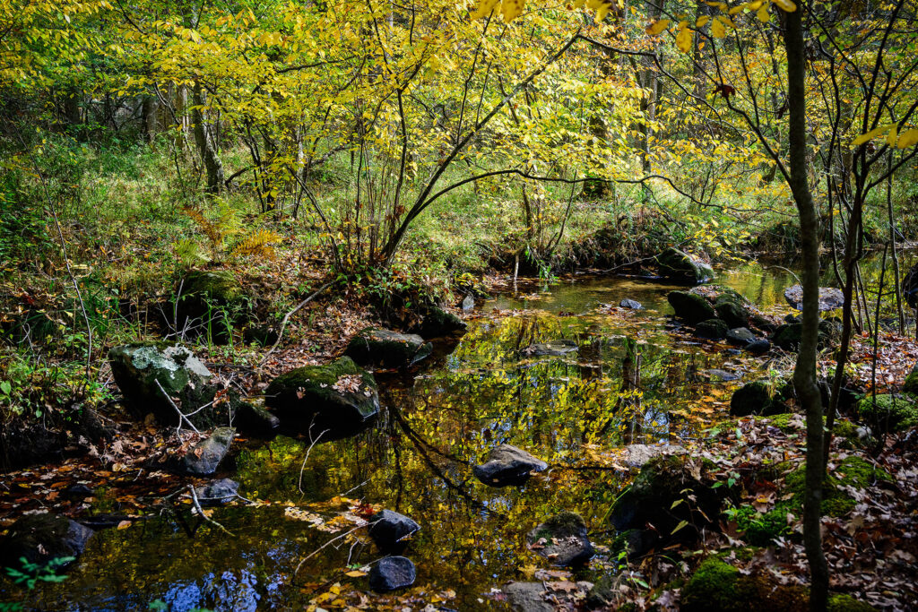 Fennerswood Preserve 1