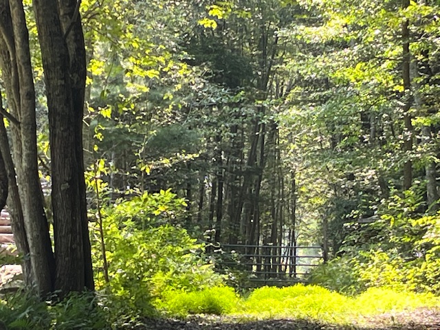 Bell Cedar Swamp