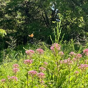 Pollinators at Knox Preserve