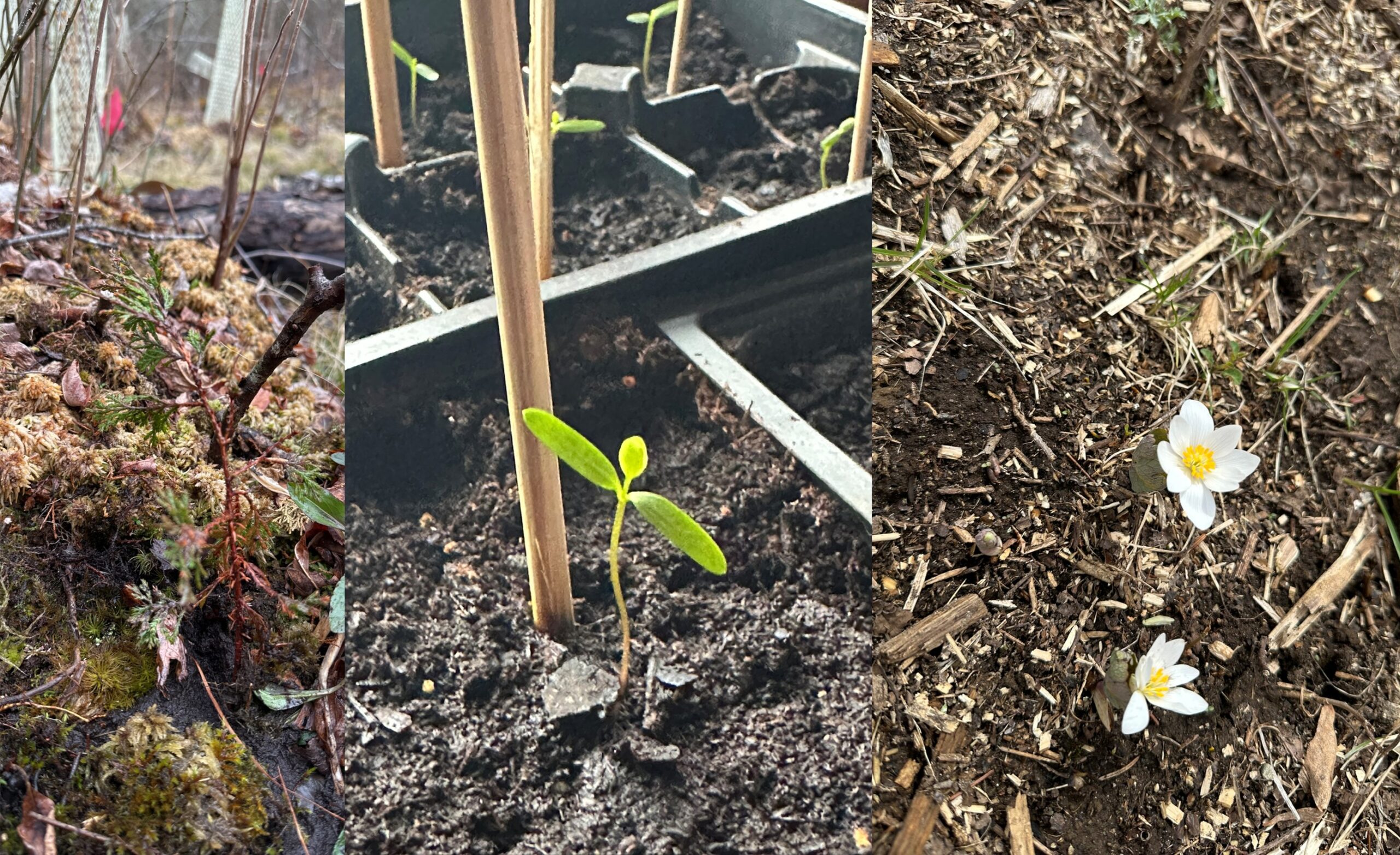 Expertise and dedication of volunteers gives us a much-needed leg up on planting projects!