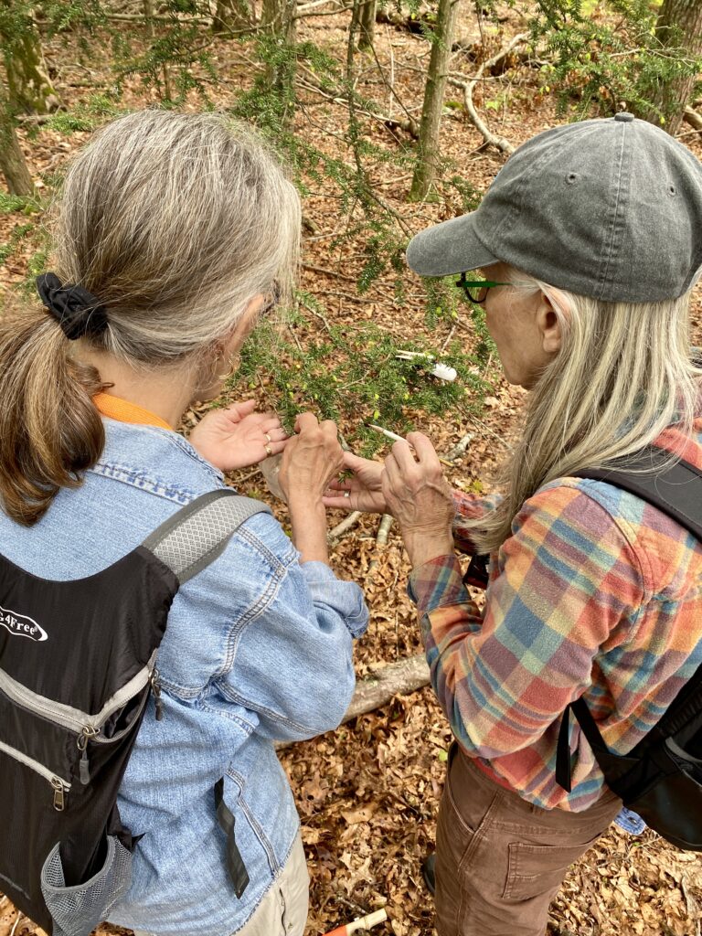 Beetle Release at Hoffman Evergreen Preserve in Stonington, CT