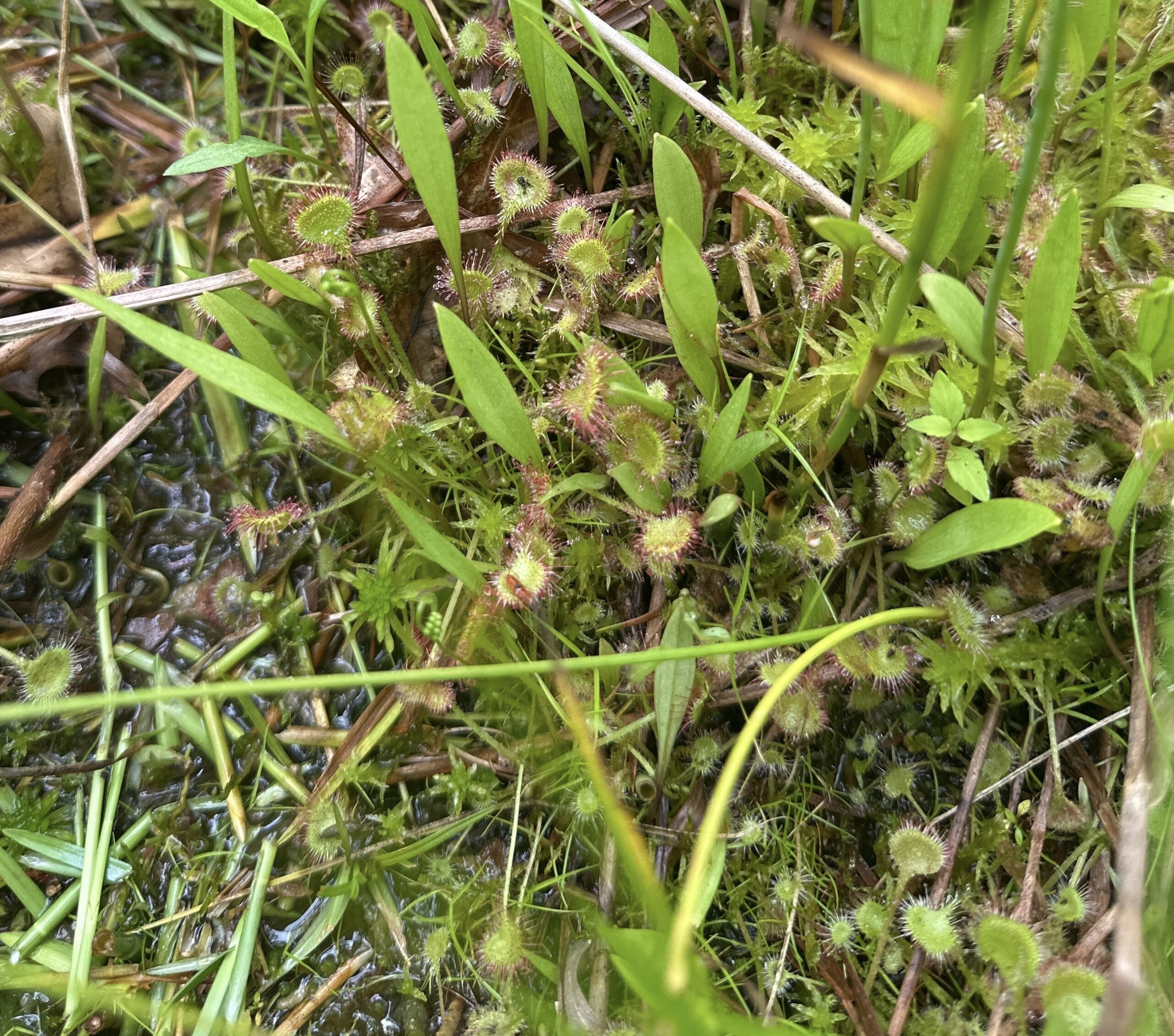 Sundew by Toby Glaza