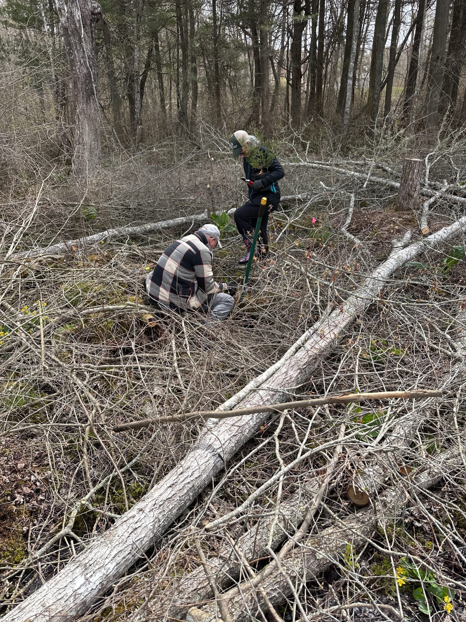Springtime Restoration Projects Springtime Sprint of Restoration Work along Anguilla Brook! - Avalonia ...